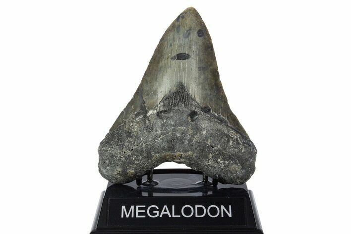 Fossil Megalodon Tooth - North Carolina #346327